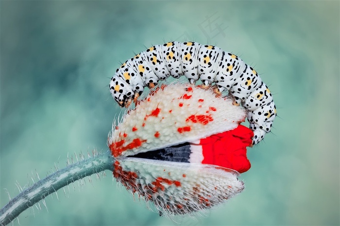 花朵上的毛毛虫高清图片