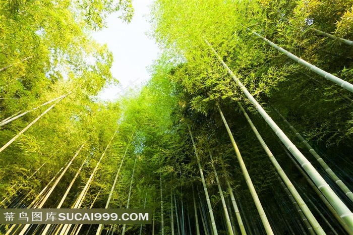 高耸茂密的竹叶林景色