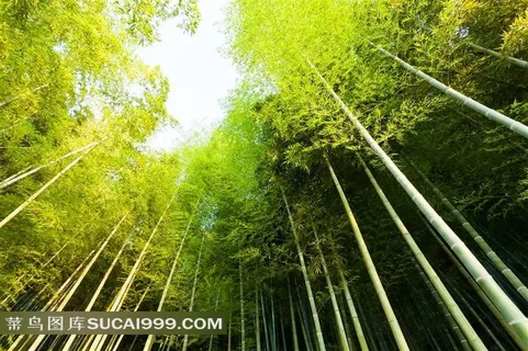 高耸茂密的竹叶林景色 高耸茂密的竹叶林景色