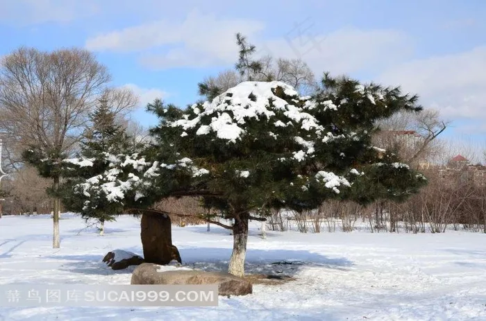 雪地上的挺拔的松树