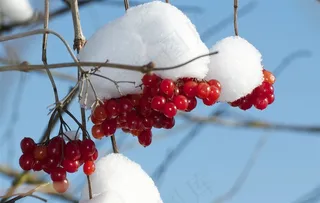 白雪包裹着浆果自然 绿色 果 健