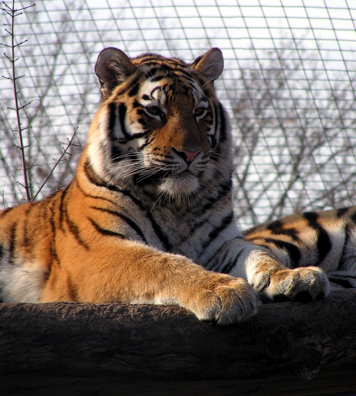 老虎动物园百兽之王虎王野生老虎动物