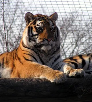 老虎动物园百兽之王虎王野生老虎动物