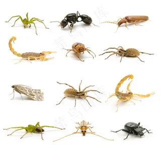 多种昆虫毒虫小动物高清图片