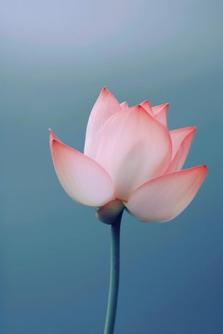 粉色荷花蓝色唯美背景