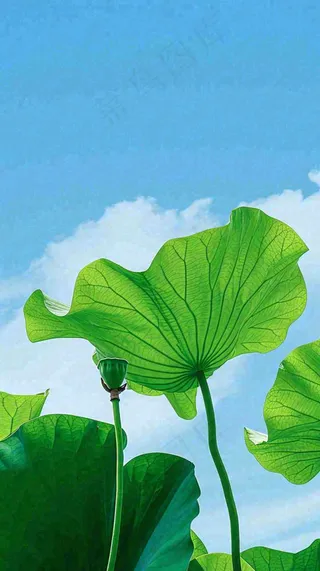 夏日荷叶绿色样式天空蓝天阳光清新白云，夏至小暑大暑处暑摄影图