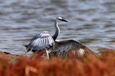灰色的白鹭摄影图
