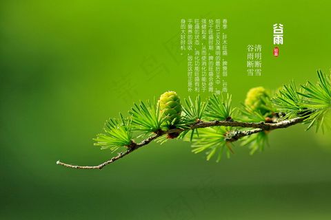 谷雨养生图片 谷雨养生图片