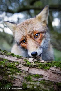 野生动物吃树上食物的狐狸图片