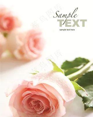 带水珠的浅粉色玫瑰花