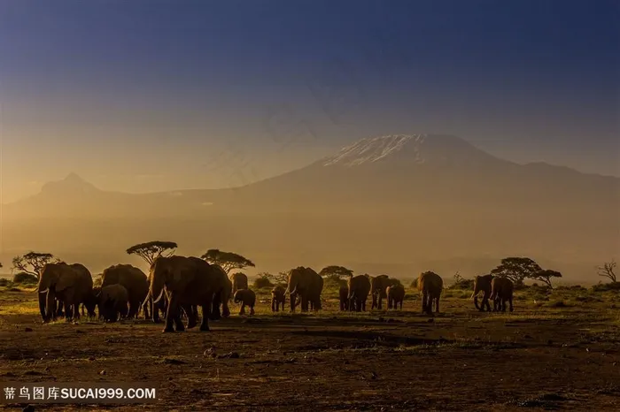 黄昏下成群的泰国大象图片