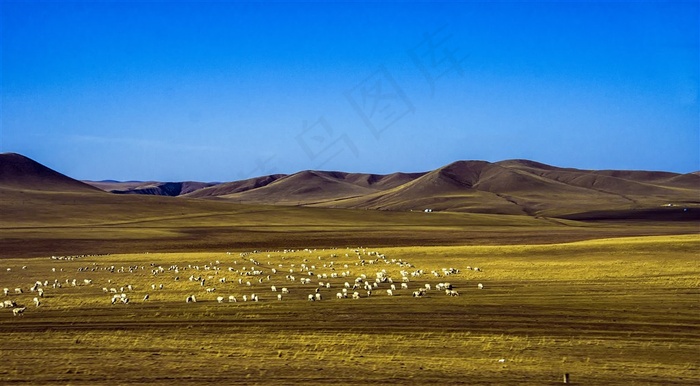 风吹草低见牛羊