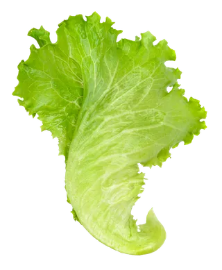 生菜 (24)超市商品白底图免抠实物摄影png格式图片透明底