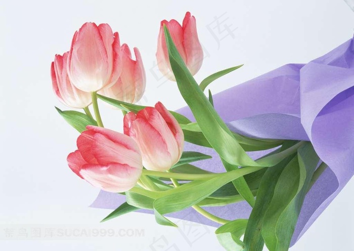 郁金香花束素材