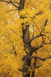 秋天树叶黄了背景