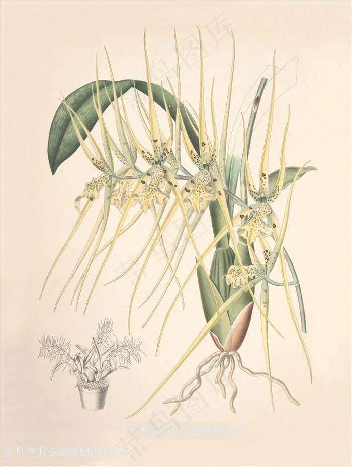 中式复古兰花插画