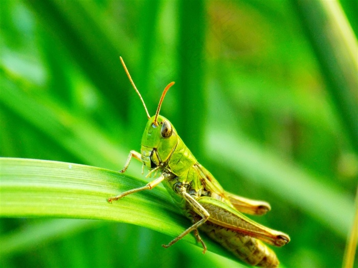 蚂蚱蝗虫害虫昆虫大图