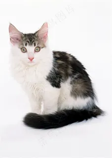 一只独立的猫咪图片