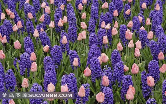 郁金香紫罗兰素材