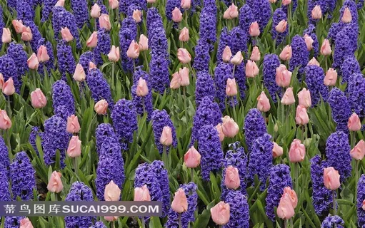 郁金香紫罗兰素材