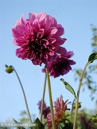 高清唯美粉紫大丽花图片