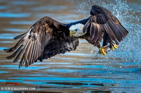 溅起水花水面飞翔的老鹰图片