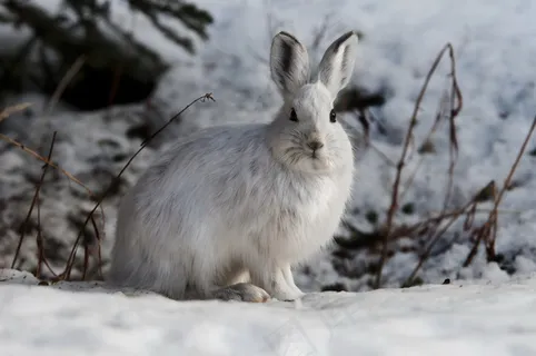 雪地兔子图片 雪地兔子图片
