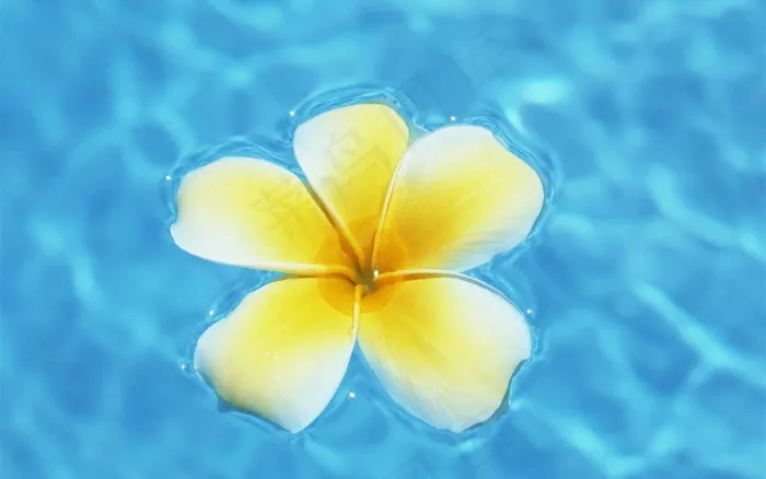 一朵小花在水中