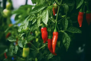 成熟的红绿辣椒菜园蔬菜摄影图