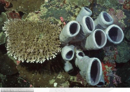 艳丽的珊瑚-白色圆柱形的珊瑚