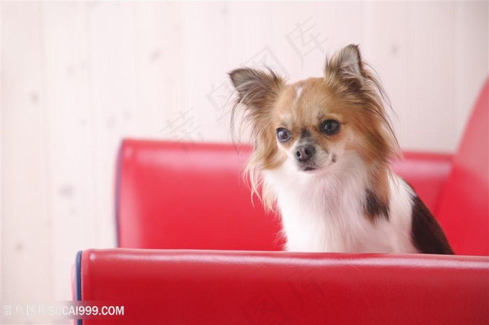 高清蝴蝶犬狗狗图片