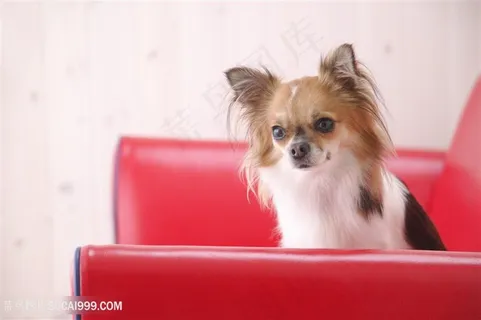 高清蝴蝶犬狗狗图片