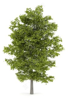 大树树木种类设计高清素材 大树树木种类设计高清素材