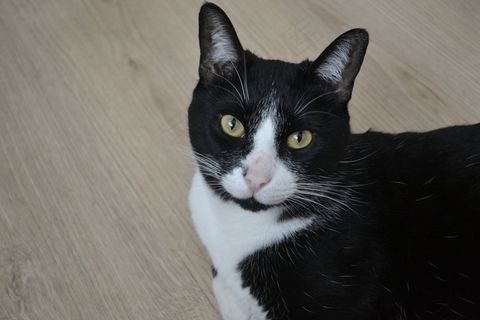 中华田园奶牛猫图片 中华田园奶牛猫图片