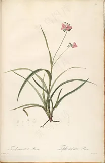 雷杜德原版高清花草唯美花卉复古插画 雷杜德原版高清花草唯美花卉复古插画