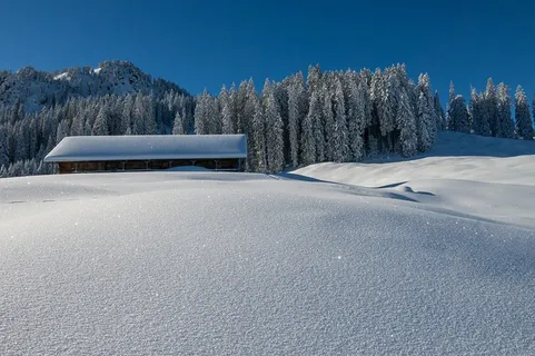 冬天白色背景风景大树