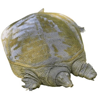 甲鱼 (1)海鲜超市商品红酒白底图免抠实物摄影png格式图片透明底