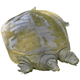 甲鱼 (1)海鲜超市商品红酒白底图免抠实物摄影png格式图片透明底