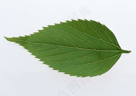 花草特写 194 花草特写 194