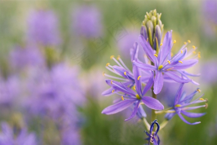 唯美鲜花高清摄影图片
