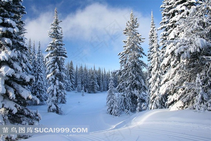 高清雪地树林风景图片下载