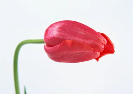 花朵红色没开 花朵红色没开