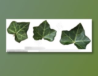 情人节花物语-爬山虎叶片