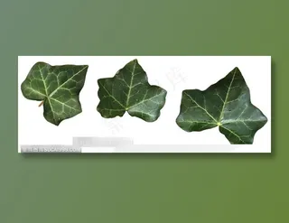 情人节花物语-爬山虎叶片