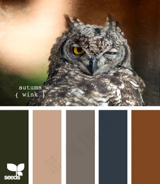 动物配色色卡色彩搭配