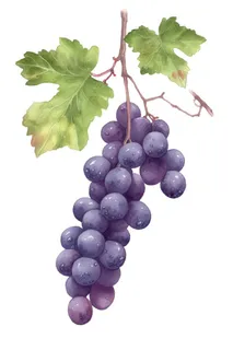 葡萄水彩国风元素