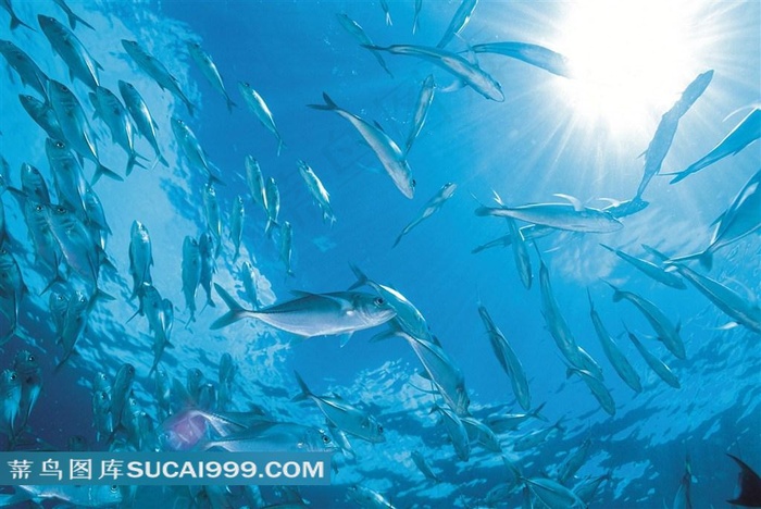 海洋浅水鱼类高清写真