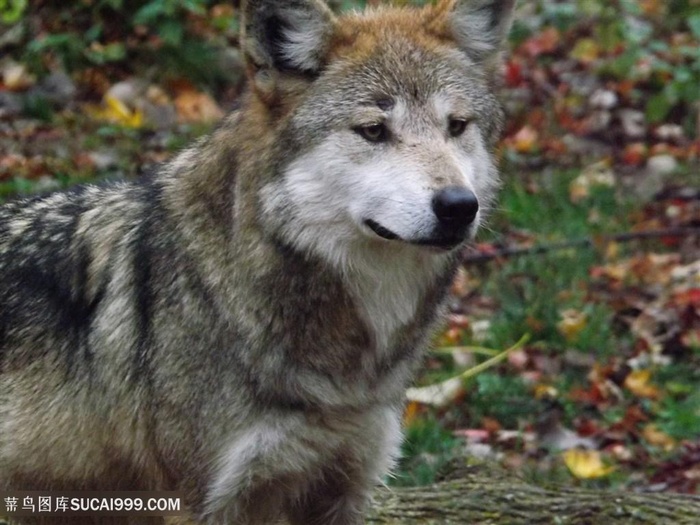 愁眉苦脸的狼图片