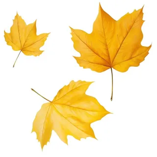 黄色的叶子免抠