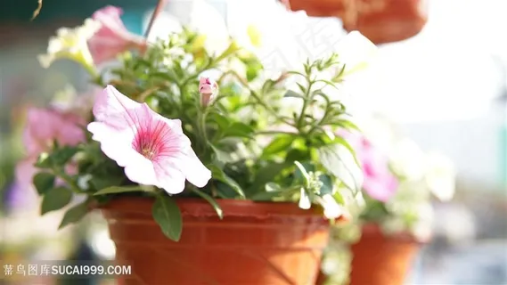 花卉市场舞春花